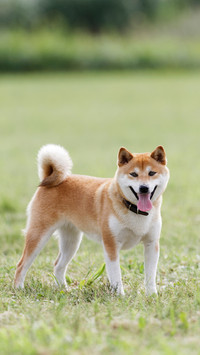 柴犬拥有的几大优点