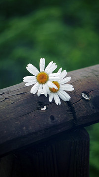 Fresh Daisy