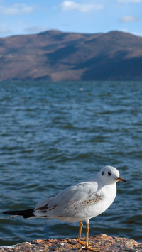 Close up of seagulls