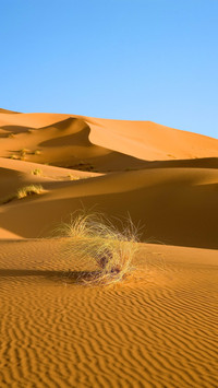 Rare high temperatures occur in many parts of the earth