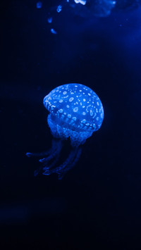 Luminous jellyfish-03