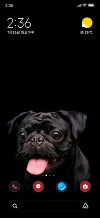 Black Pug