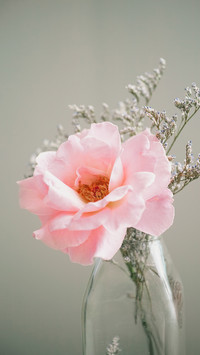 International-rose