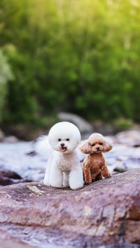 Dogs should take these behaviors seriously