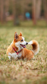Dog370