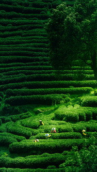 Busy picking Longjing tea before Qingming Festival