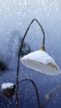 大雪至 寒冬始