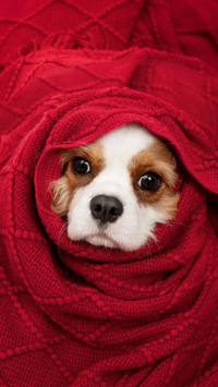红毯中的萌犬