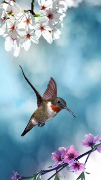 A hummingbird that can perform acrobatics