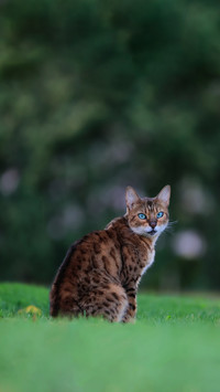 可爱的猫咪-锐景创意