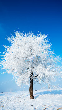 小雪