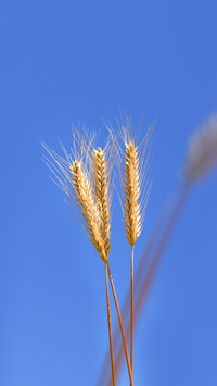 Ears of rye against the sky