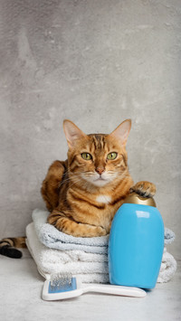 Learn how to shower cats