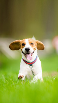 Dog Beagle running and jumping with tongue out through grass