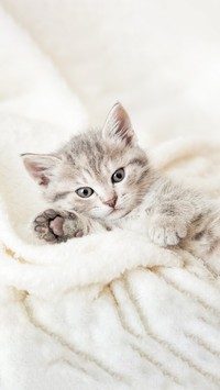 Cute tabby kitten sleeping on white soft blanket