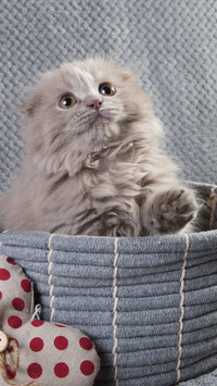 可爱的猫咪-拍信图库