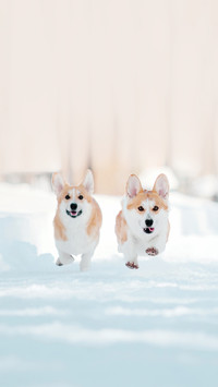 威尔士柯基犬的魅力