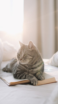 Cute Scottish Straight Grey Tabby Cat Lying on Bed