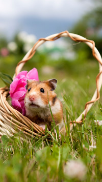 Cute hamster-01