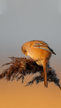 The birth of automatic recognition bird feeding machine