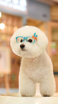 Dog cold knowledge 9