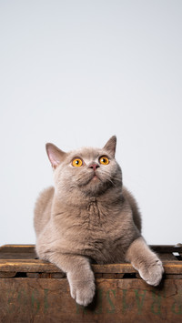 Differences between cats before and after sterilization