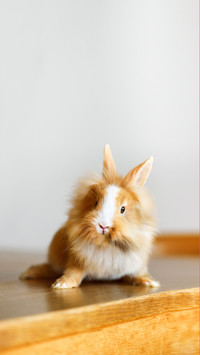 Little red fluffy bunny sitting on wooden desk