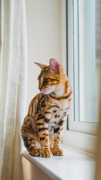 Adorable Bengal cat by the window