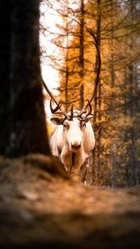 World heritage Chinese elk Park 78