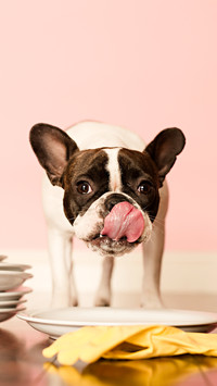 French bulldog licking dirty dishes