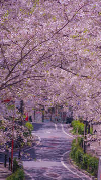 Cherry blossoms in splendor