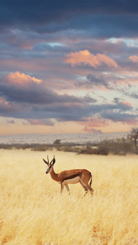wild animal-01