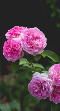 Floral B1 (9)
