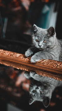 Psychological activity of cats rubbing against you 3