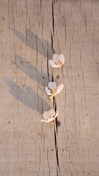The interplay of flower shadows intertwines with gentle beau