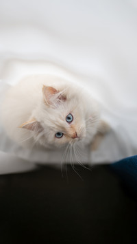 Beautiful kitten female cat few weeks old persian cat