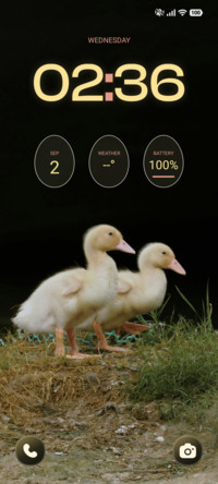 Golden Ducklings