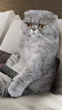 养猫小贴士