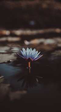 Floral B1 (17)