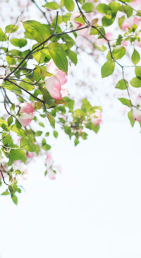 Floral B1 (21)