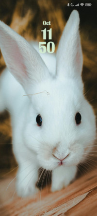 Rabbit