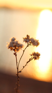 Dead plants and flowers at sunset