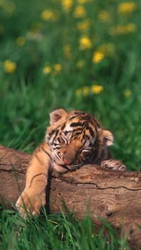 Tigers beard 58