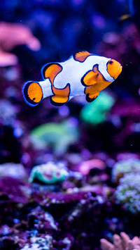 The Adventures of Nemo