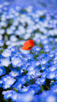 Colorful Flower Field