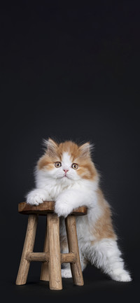 猫咪写真壁纸-锐景创意