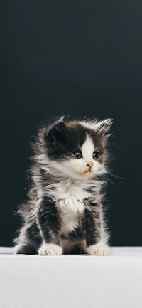 猫咪写真壁纸-锐景创意