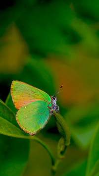 The Beauty of Nature