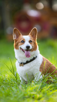 Corky is the top dog in the world right 84