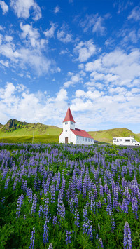 Lupine flower field with a church in Vik, Iceland